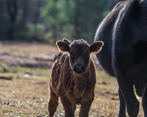 Young Angus calf next to its mother
