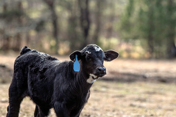 Young Angus crossbred calf with blue ear tag