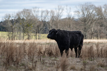 Young Angus in a brown dormant pasture