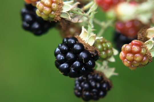 Blackberries on a branch in the garden