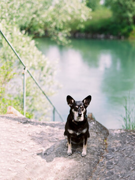 Little dog sits on river shore and looks at the camera
