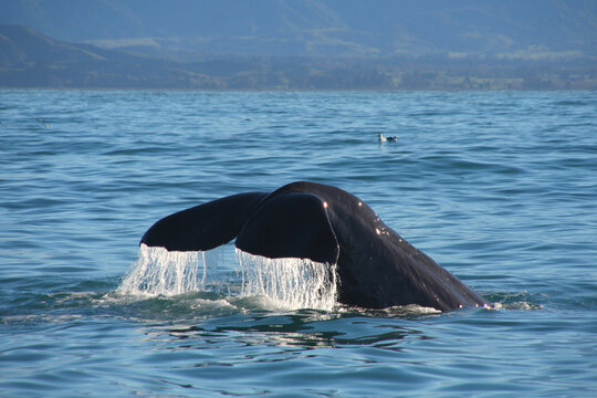 A Sperm whale diving in the water off the coast of Kaikoura, New Zealand