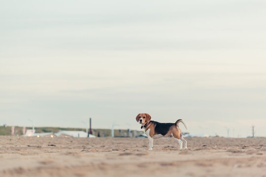 Beagle dog standing on the beach