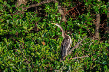 Australasian Darter juvenile, Lake Burley Griffin, ACT, December 2020
