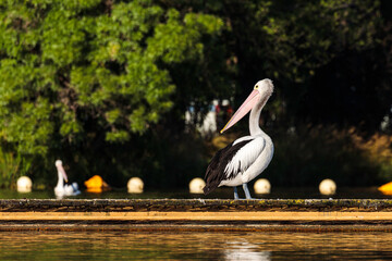 Australian Pelican, Lake Burley Griffin, ACT, December 2020