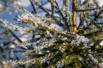 branches of a tree