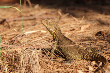 Gippsland Water Dragon, Lake Burley Griffin, ACT, December 2020