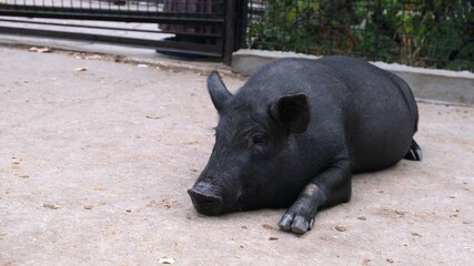 Black pig with horns in the meadow at the farm. Raising cattle on a ranch, pasture.