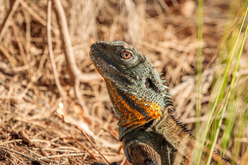 Gippsland Water Dragon, Sullivans Creek, ACT, January 2021