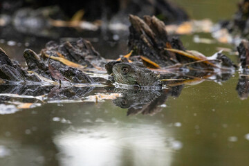 Gippsland Water Dragon, Lake Burley Griffin, ACT, January 2021