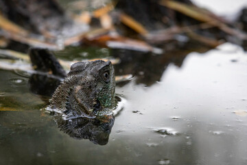 Gippsland Water Dragon, Lake Burley Griffin, ACT, January 2021