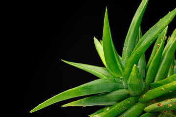 Succulent plant leaves on black background close up