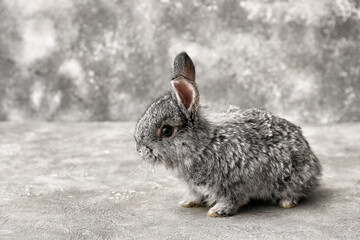 Cute funny rabbit on grey background