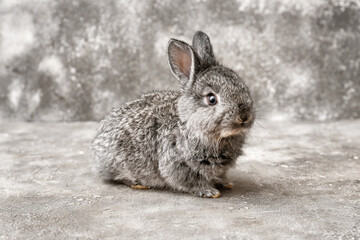 Cute funny rabbit on grey background