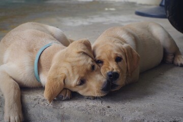 golden lab puppies