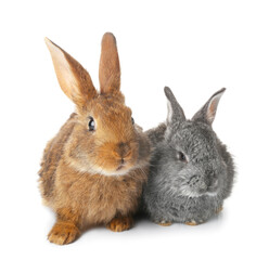 Obraz premium Cute funny rabbits on white background