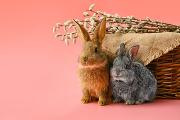 Cute rabbits and wicker basket with pussy willow on color background
