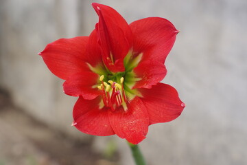 sharp red tulip