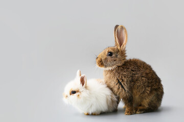 Cute funny rabbits on grey background