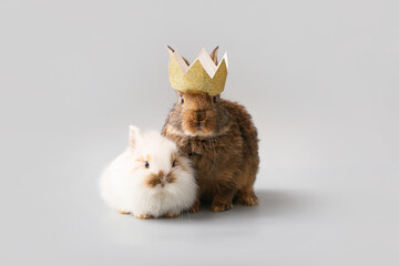 Cute funny rabbits on grey background