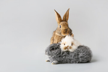 Cute funny rabbits on grey background