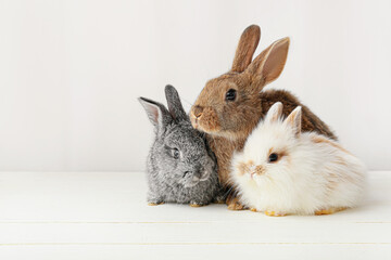 Cute funny rabbits on light background