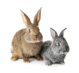 Cute funny rabbits on white background