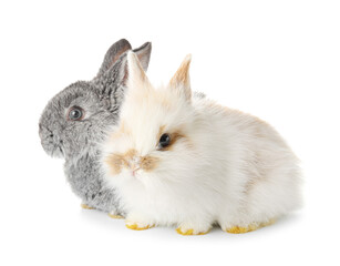 Cute funny rabbits on white background