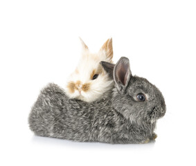 Cute funny rabbits on white background