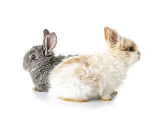 Cute funny rabbits on white background