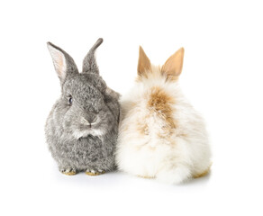 Obraz premium Cute funny rabbits on white background