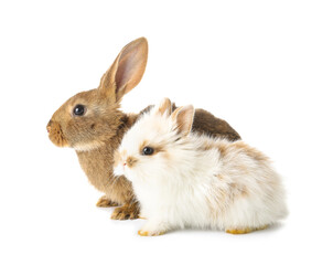 Obraz premium Cute funny rabbits on white background