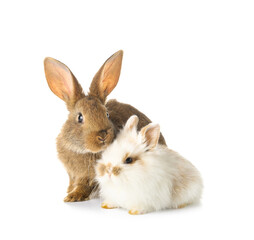 Cute funny rabbits on white background