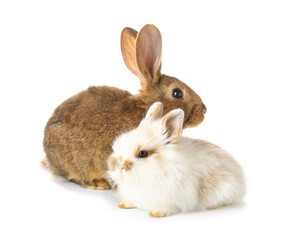Fototapeta premium Cute funny rabbits on white background