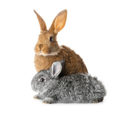 Cute funny rabbits on white background