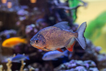 Obraz na płótnie Canvas Red-bellied piranha fish swimming calmly in clear water