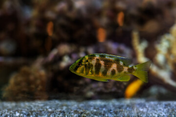 Bluegrass Aquatics.Pseudotropheus Crabro (Bumble Bee) swimming in clear water