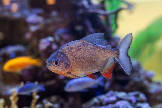 Red-bellied piranha fish swimming calmly in clear water