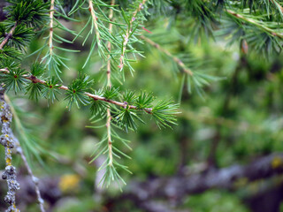 pine tree branches