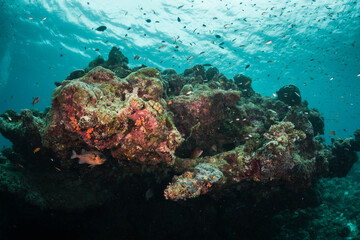 Underwater photography, coral reef ecosystem surrounded by tropical reef fish. Colorful reef scene, deep blue water, vibrant reef life