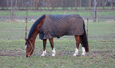 Profile view of an adult horse grazing
