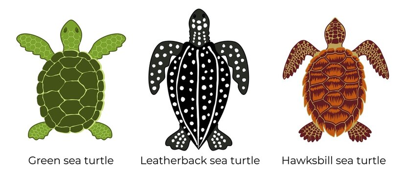 Vector Set Of Critically Endangered Sea Turtles. Three Colored Icons Of The Hawksbill Sea Turtle, Green Sea Turtle And Leatherback Sea Turtle