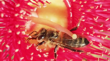 Honey bee pollinating flowering gum tree flower. Myrtle family tree. Australia.