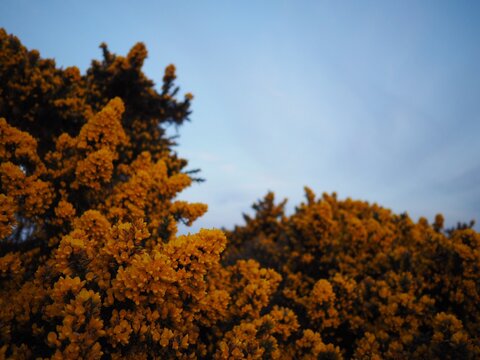 Low Angle View Of Flowering Plants Against Sky During Autumn
