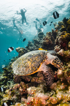 Underwater photography, turtle resting among coral reef with divers and snorkelers observing from the surface