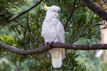 Native birds, the Yellow-Crested Cockatoo in the bush in Hobart, Tasmania, Australia