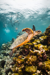 Obraz na płótnie Canvas Underwater photography, turtle resting among coral reef with divers and snorkelers observing from the surface