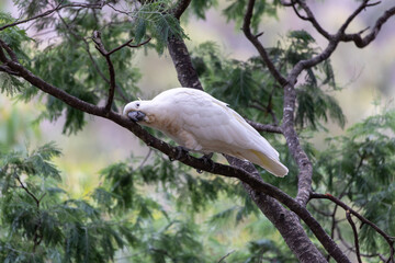 Native birds, the Yellow-Crested Cockatoo in the bush in Hobart, Tasmania, Australia