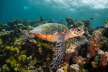 Naklejka na ściany i meble Underwater photography, turtle resting among coral reef with divers and snorkelers observing from the surface