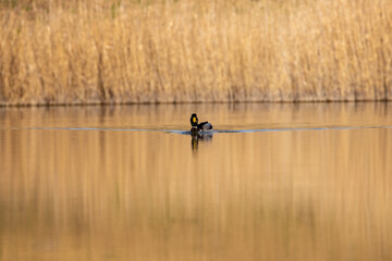 Fototapeta na wymiar ducks in their habitat 